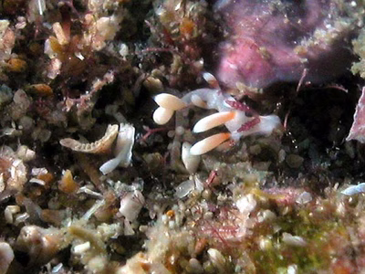 Favorinus sp. 2 - Favorinus sp. 2