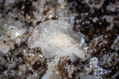 Doriopsilla sp. 1 - Doriopsilla sp. 1