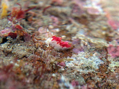 Facelina sp. 4 - Facelina sp. 4