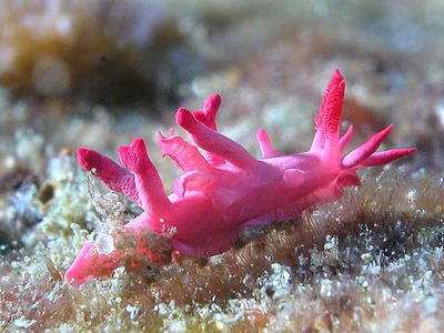 Okenia hallucigenia - Okenia hallucigenia