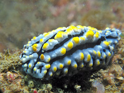 Phyllidia varicosa - Phyllidia varicosa