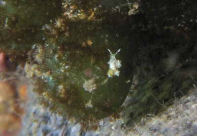 Eubranchus sp. 9 - Eubranchus sp. 9