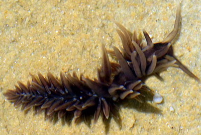 Herviella mietta - Herviella mietta