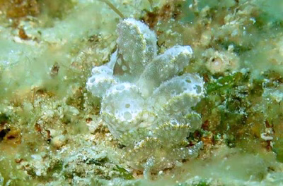 Cyerce pavonina - Cyerce pavonina