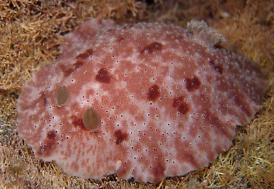 Peltodoris rubra - Peltodoris rubra