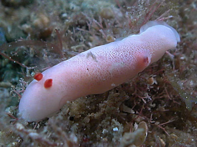 Verconia verconiforma - Verconia verconiforma