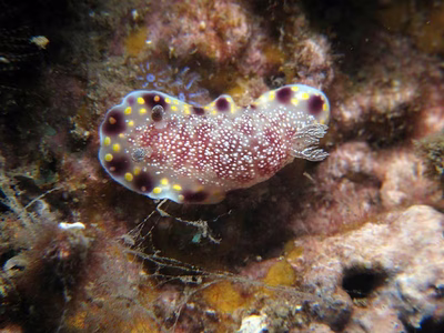 Goniobranchus sp. 7 - Goniobranchus sp. 7
