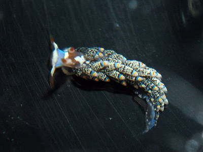 Tenellia diversicolor - Tenellia diversicolor