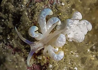 Phyllodesmium sp. 3 - Phyllodesmium sp. 3