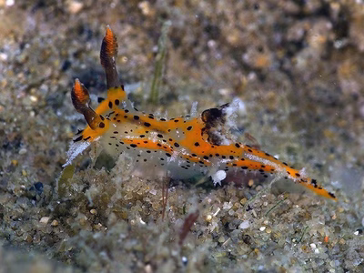 Plocamopherus tilesii - Plocamopherus tilesii