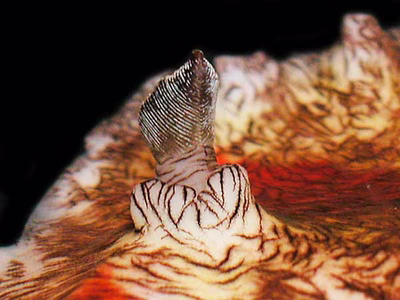 Platydoris cruenta - Platydoris cruenta