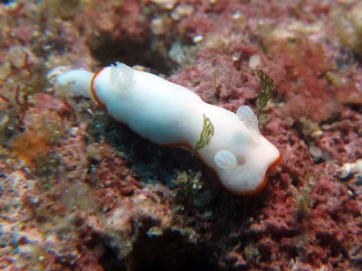 Goniobranchus albonares - Goniobranchus albonares