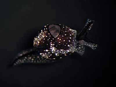 Colpodaspis sp. 1 - Colpodaspis sp. 1