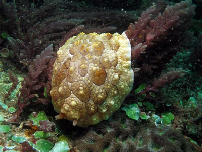 Pleurobranchus forskalii - Pleurobranchus forskalii