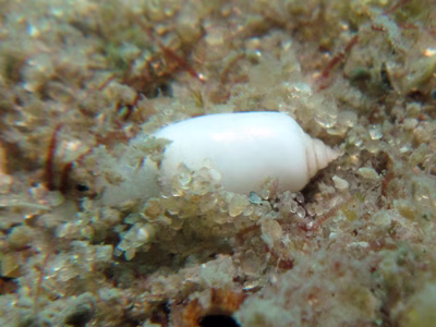 Tornatina sp. 4 - Tornatina sp. 4