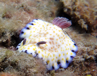 Goniobranchus aureopurpureus - Goniobranchus aureopurpureus