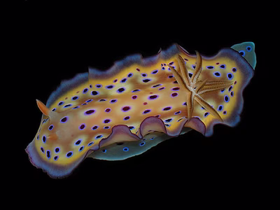 Goniobranchus kuniei - Goniobranchus kuniei