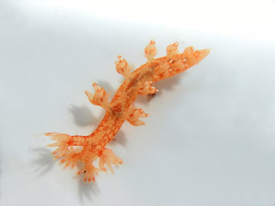 Bornella stellifer - Bornella stellifer