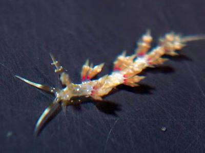 Cratena sp. 2 - Cratena sp. 2