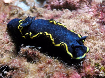 Glossodoris vespa - Glossodoris vespa