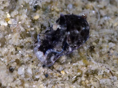 Niparaya sp. 9 - Niparaya sp. 9