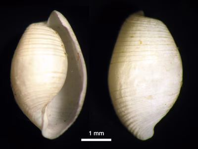 Atys sp. 2 - Atys sp. 2