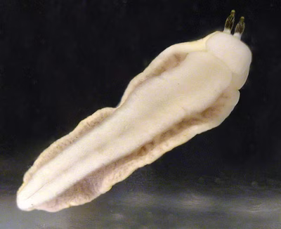 Dermatobranchus oculus - Dermatobranchus oculus