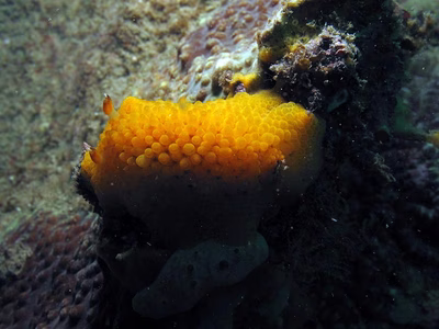 Carminodoris sp. 1 - Carminodoris sp. 1