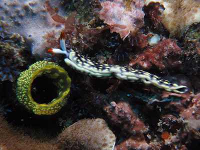 Thuridilla vataae - Thuridilla vataae