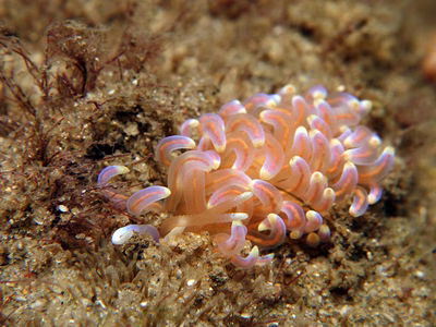 Phyllodesmium opalescens - Phyllodesmium opalescens