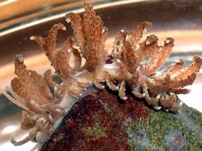 Phyllodesmium crypticum - Phyllodesmium crypticum