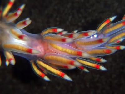 Flabellina poenicia - Flabellina poenicia