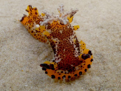 Plocamopherus sp. 2 - Plocamopherus sp. 2