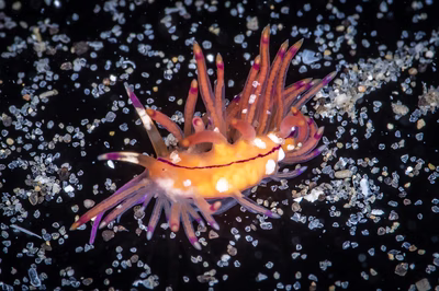 Unidentia sp. 12 - Unidentia sp. 12