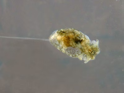 Haminoea sp. 13 - Haminoea sp. 13