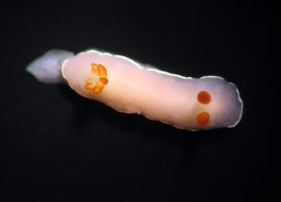 Verconia romeri - Verconia romeri