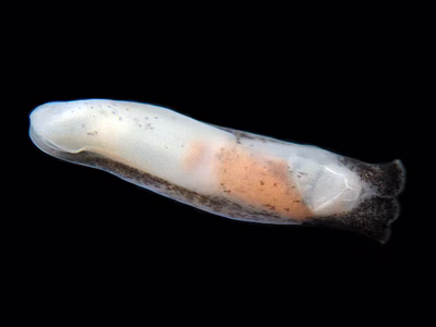 Melanochlamys sp. 1 - Melanochlamys sp. 1