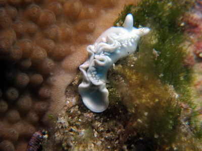 Thuridilla sp. 2 - Thuridilla sp. 2