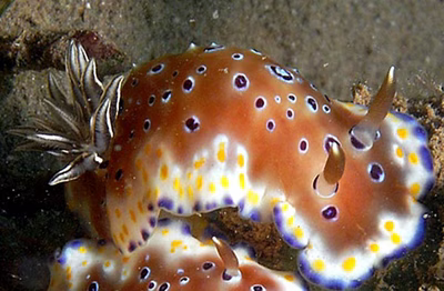 Goniobranchus tennentanus - Goniobranchus tennentanus