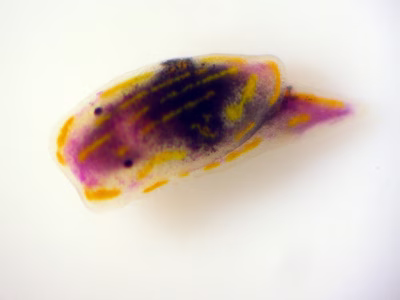 Ilbia ilbi - Ilbia ilbi