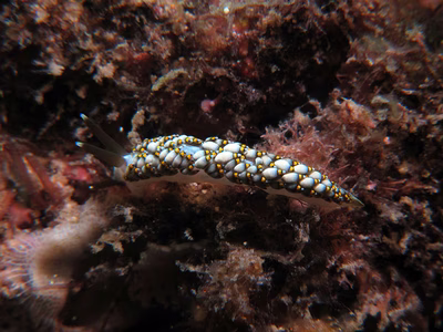 Tenellia sp. 50 - Tenellia sp. 50