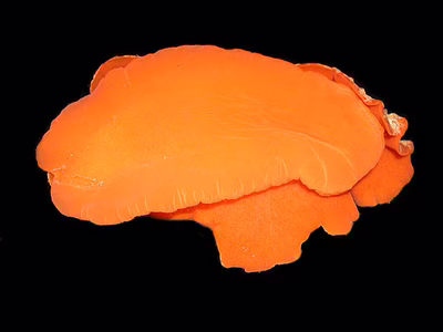 Sclerodoris sp. 10 - Sclerodoris sp. 10