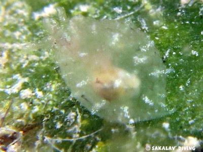 Notarchus indicus - Notarchus indicus