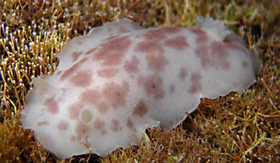 Peltodoris murrea - Peltodoris murrea