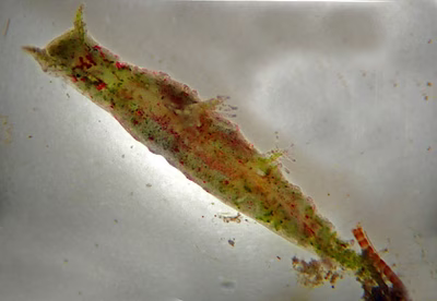 Elysia mercieri - Elysia mercieri