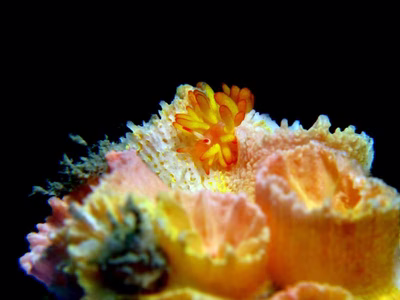 Tenellia melanobrachia - Tenellia melanobrachia