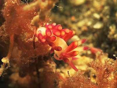 Flabellina sp. 6 - Flabellina sp. 6