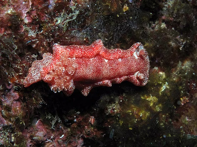 Hexabranchus sanguineus - Hexabranchus sanguineus