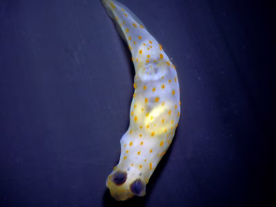 Gymnodoris sp. 4 - Gymnodoris sp. 4