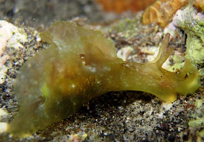 Aplysia sp. 2 - Aplysia sp. 2